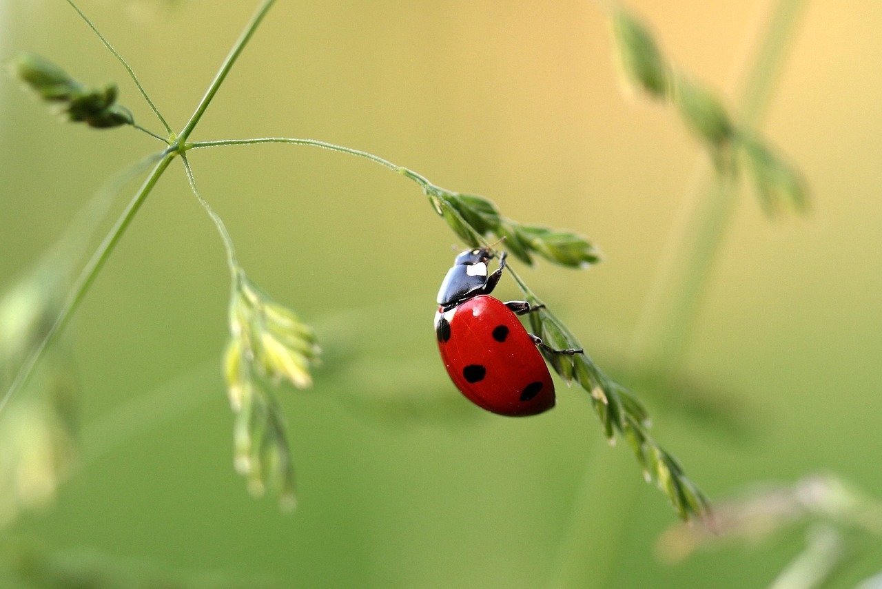 ladybug image